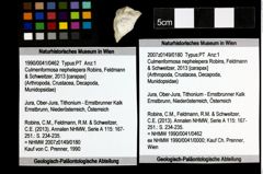 Foto (Objekt + Etiketten) von Culmenformosa nephelepera (Robins, Feldmann & Schweitzer, 2013) 